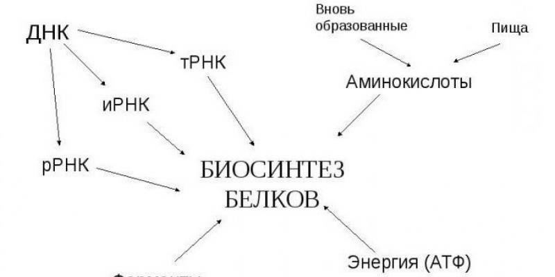 Аминокислоты необходимые для синтеза белков